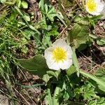 Ranunculus kuepferi Flor