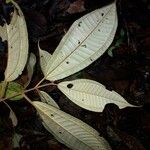 Miconia argyrophylla Feuille