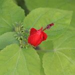 Malvaviscus arboreus Flower