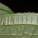 Conostegia setosa Leaf
