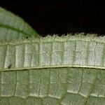 Conostegia setosa Yaprak