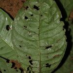 Psychotria globosa Hoja