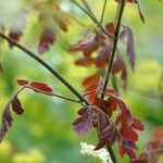 Chaerophyllum temulum Leaf