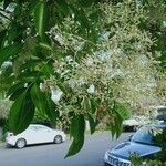 Fraxinus sieboldiana फूल