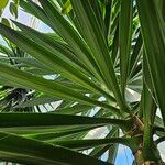 Yucca gigantea Blad