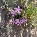 Phlox aculeata