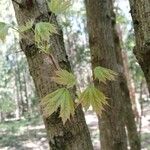 Acer pictum برگ