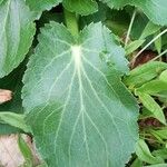 Eryngium planum Feuille