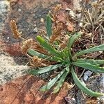 Plantago coronopus Flower