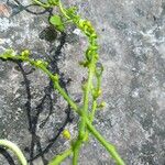 Tinospora crispa Flower