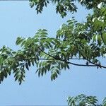 Rhus succedanea Žievė