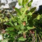 Hypericum richeri Folha