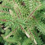 Erica tetralix Hoja