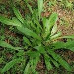 Crepis mollis Blad