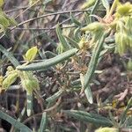 Helianthemum syriacum Hoja