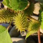 Xanthium orientale ഫലം