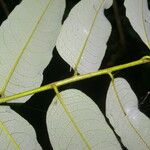 Mabea montana Leaf