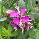 Polygala myrtifoliaപുഷ്പം