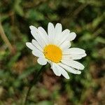 Leucanthemum ircutianum Квітка