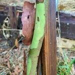 Eucalyptus leucoxylon Bark