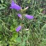 Campanula tracheliumFlor