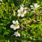 Saxifraga granulata Virág