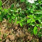 Rosa laevigata Habit