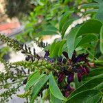 Wisteriopsis reticulata Flor