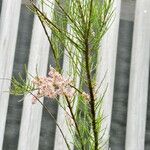 Tamarix chinensis Blad