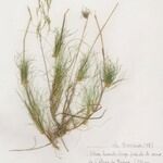 Agrostis canina Хабит