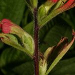 Castilleja coccinea Bark