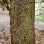 Rhododendron argyrophyllum Bark