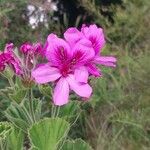 Pelargonium cucullatum Blomst