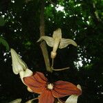 Aristolochia macrocarpa 花