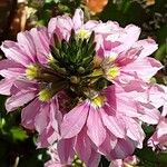 Scaevola aemula Flower