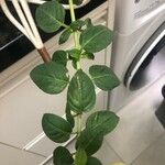 Fuchsia × standishii Foglia