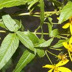 Bidens reptans Φύλλο