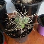 Tephrocactus articulatus Deilen