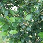 Cotoneaster acutifolius List