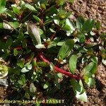 Lythrum borysthenicum Arall