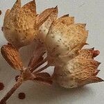 Androsace maxima Virág