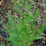 Asparagus tenuifolius Лист