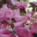 Rhododendron argyrophyllum 花