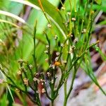 Psilotum nudum Fruit