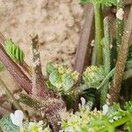 Anisosciadium orientale Mbuma