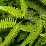 Gleichenella pectinata Hoja