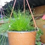 Isolepis cernua برگ