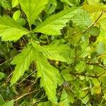 Ranunculus recurvatus Leaf