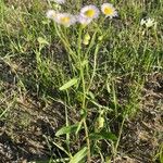 Erigeron quercifolius Blad