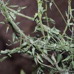 Matelea parvifolia Costuma